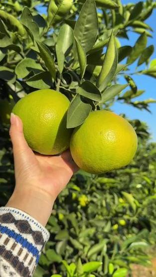 优质农产品  #新鲜采摘  #口感特别好  #快来一起尝个鲜  #应季水