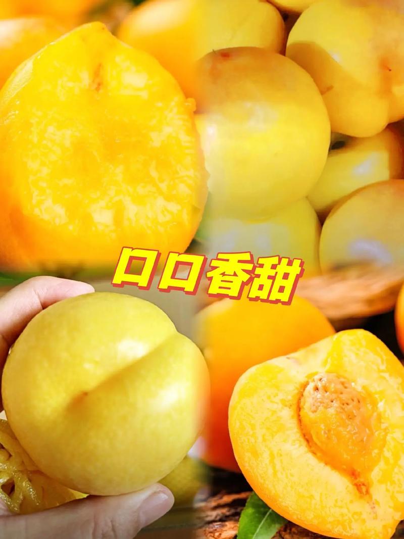 图文掘金计划 #图文 #新鲜应季水果 #优质农产品 #黄桃 - 抖音